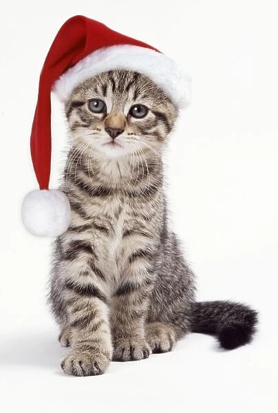 Tabby Cat - kitten with Christmas hat