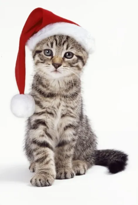 Framed Print : Tabby Cat - kitten with Christmas hat Framed Print : Tabby Cat - kitten with Christmas hat