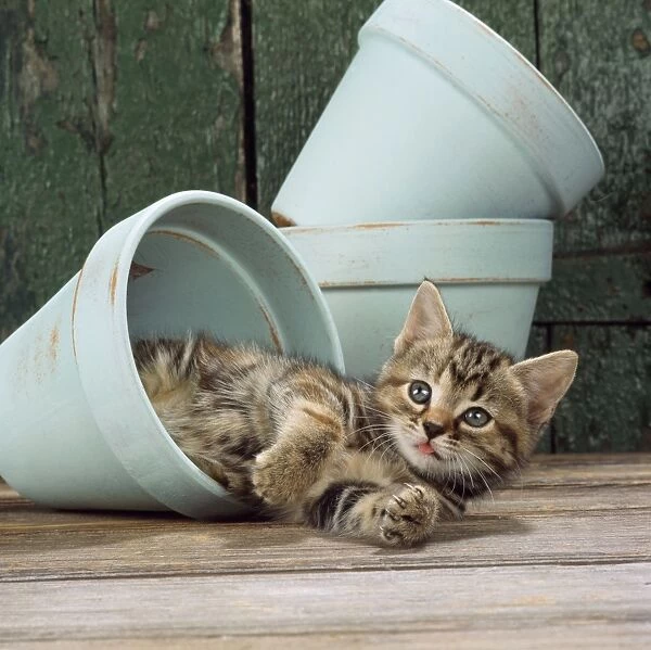 Tabby Cat - kitten in flowerpot