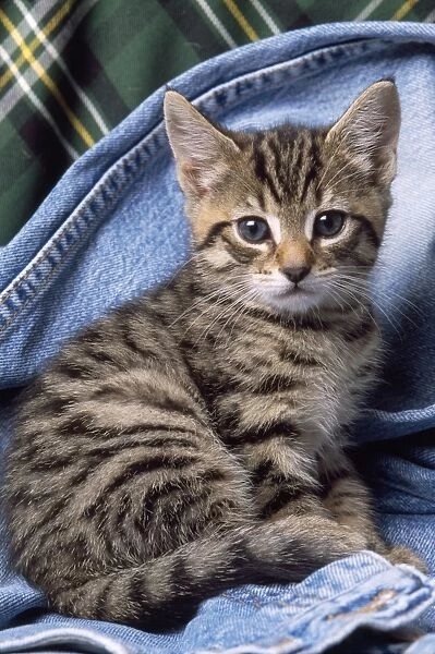 Tabby Cat - kitten on jeans