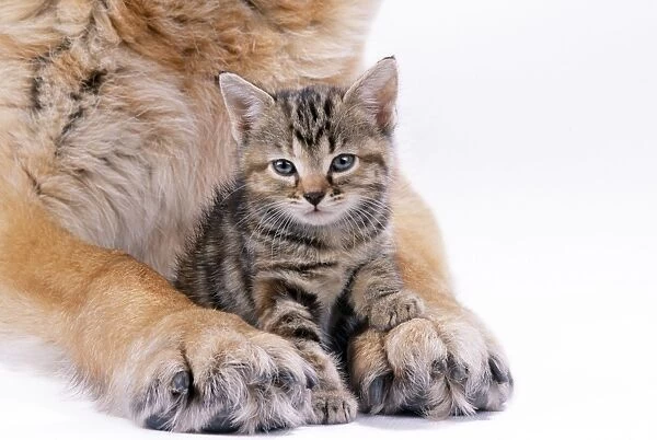Tabby Cat - kitten between large Dog's paws