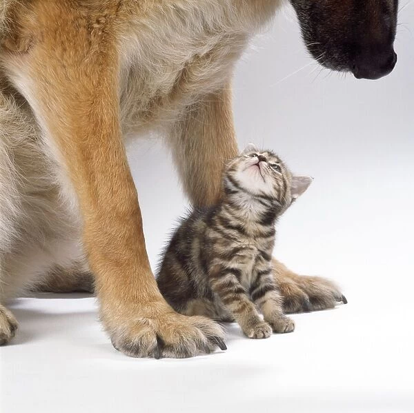 Tabby Cat - kitten between large Dog's paws