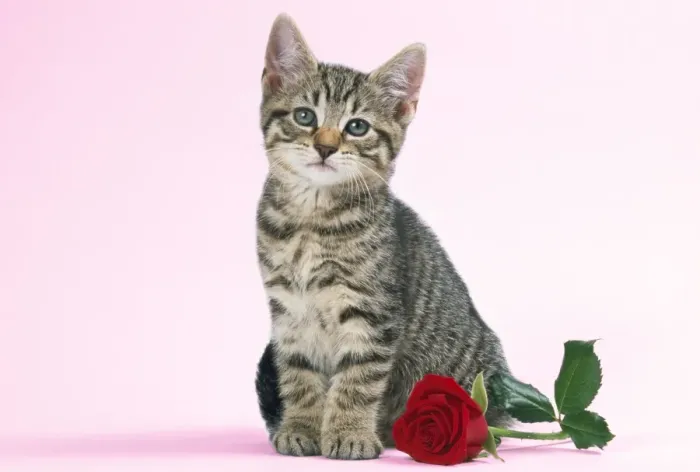 Framed Print : Tabby Cat - kitten with rose Framed Print : Tabby Cat - kitten with rose