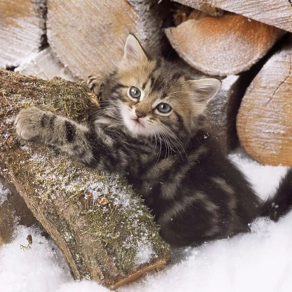 Tabby Cat - kitten on snow covered log