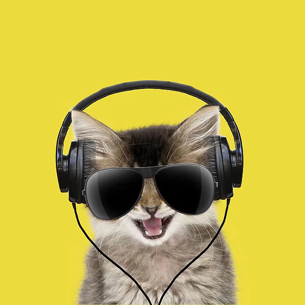 Tabby Cat, kitten wearing headphones and sunglasses