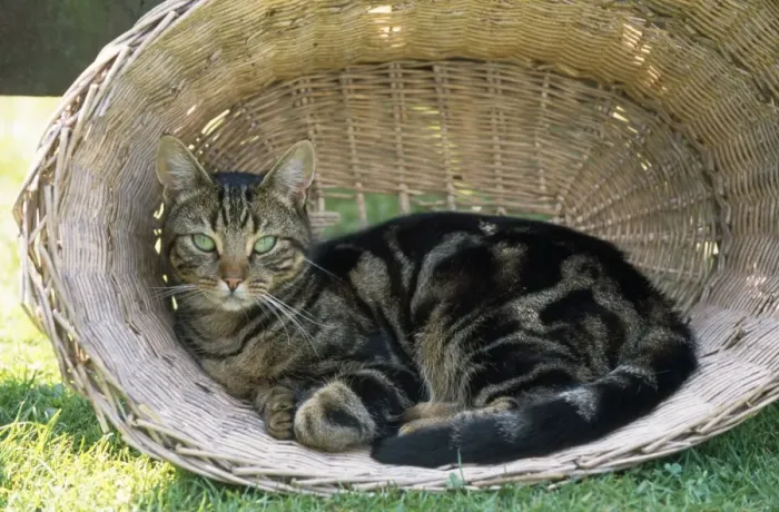 Framed Print : Tabby Cat - in laundry basket Framed Print : Tabby Cat - in laundry basket