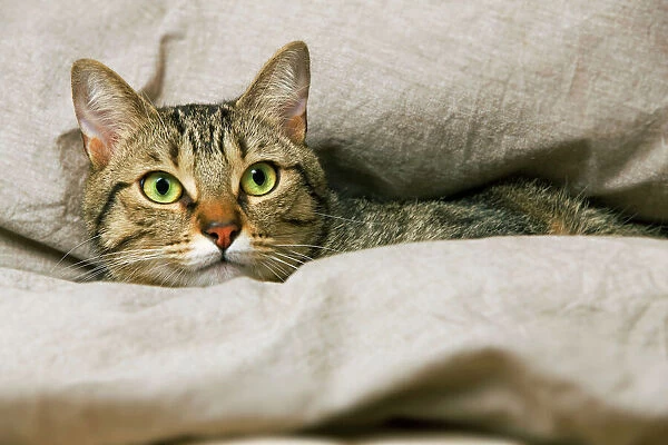 Tabby Cat - lying in blanket