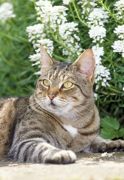 Tabby Cat - lying in garden