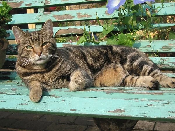 Tabby Cat - Lying down on old bench