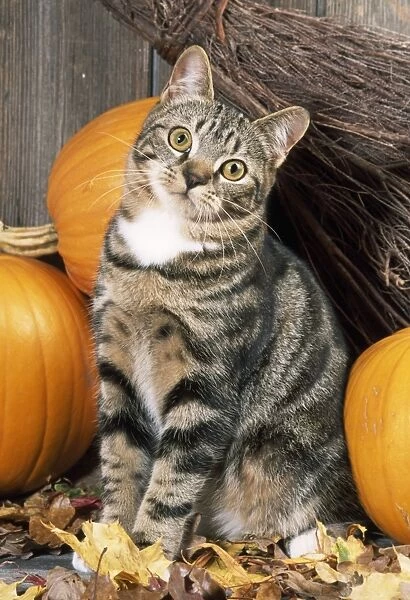 Tabby Cat - with pumpkins & broomstick
