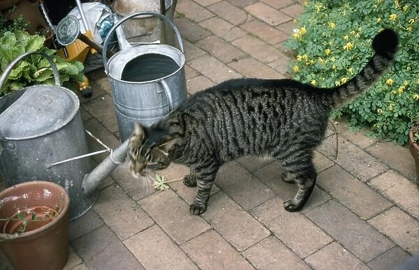 Tabby Cat - scenting territory by rubbing against watering can in garden