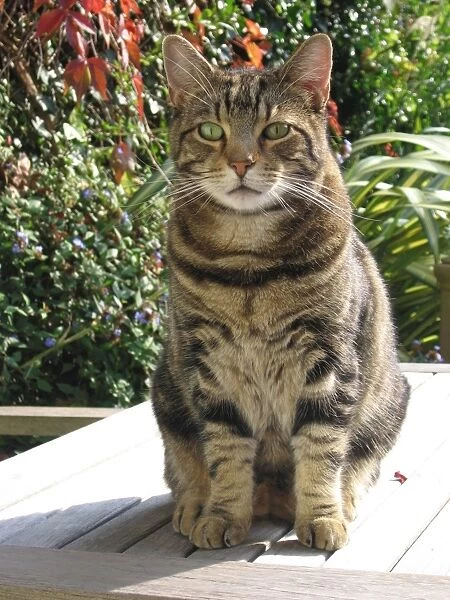 Tabby Cat - Sitting down on garden table