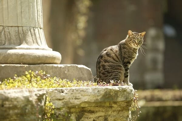 Tabby Cat - sitting Rome, Italy