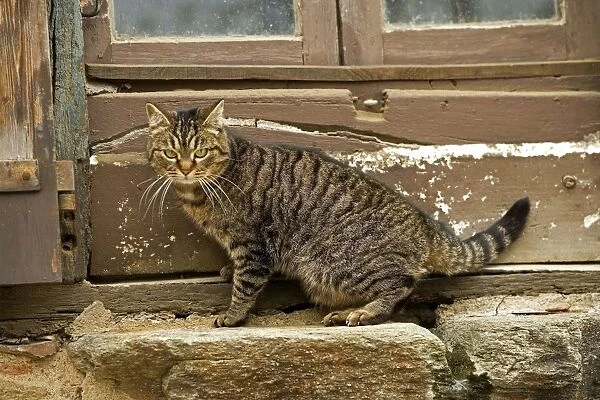 Tabby Cat - sitting on windowsill of French house
