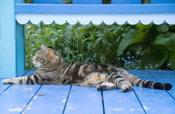 Tabby Cat - stretched out on blue garden shelter