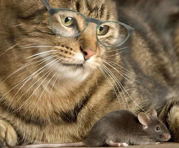 Tabby Cat - wearing glasses watches mouse
