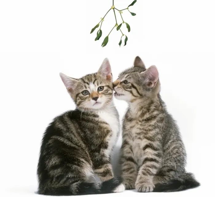 Framed Print : Tabby Cat - x2 under mistletoe Framed Print : Tabby Cat - x2 under mistletoe