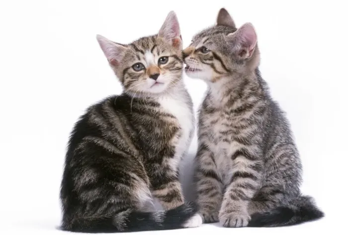 Framed Print : Tabby Cat - x2 one whispering to the other Framed Print : Tabby Cat - x2 one whispering to the other