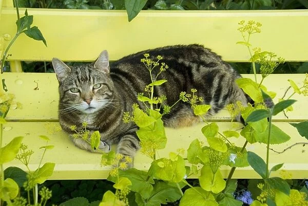 Tabby Cat - on yellow bench with green umbellifer, Smyrnium