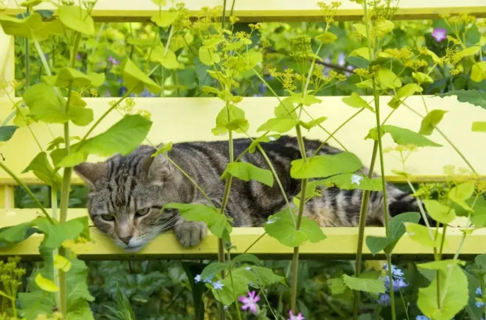 Framed Print : Tabby Cat - on yellow bench with green umbellifer, Smyrnium Framed Print : Tabby Cat - on yellow bench with green umbellifer, Smyrnium