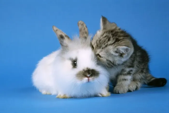 Framed Print : Tabby kitten & Rabbit Framed Print : Tabby kitten & Rabbit