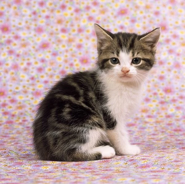 Tabby & White Cat - kitten on pink flowery background