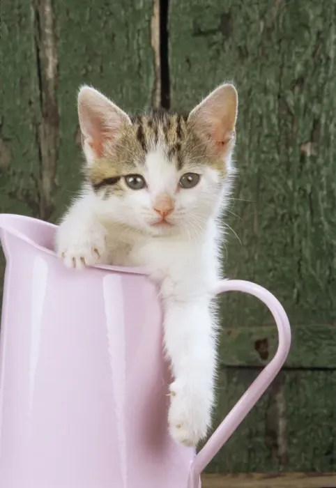 Framed Print : Tabby & White Cat - Kitten in pink jug Framed Print : Tabby & White Cat - Kitten in pink jug