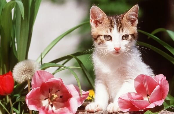 TABBY - White Kitten With Pink Tulips