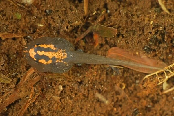 Tadpole - (Reticulated Poison Dart Frog) - Allpahuayo Mishana National Reserve - Iquitos - Peru
