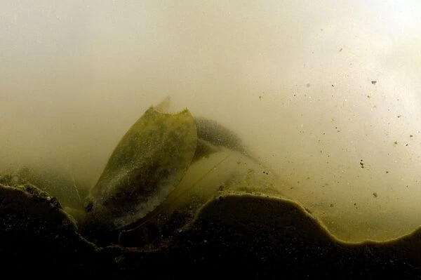 Tadpole Shrimp - specimen excavating the mud in the bottom of a temporary pool - Italy