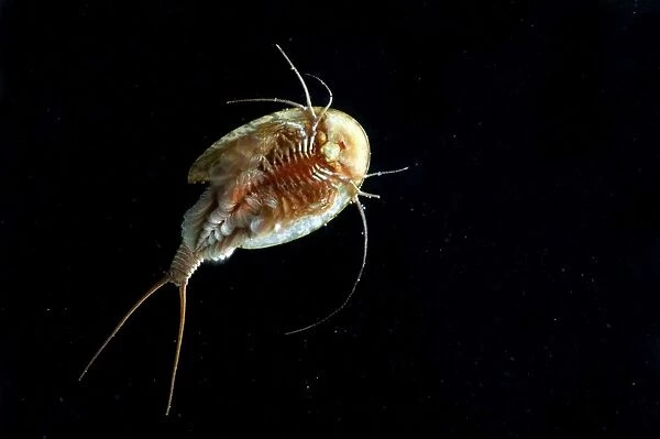 Tadpole Shrimp - ventral view - living fossil is oldest living animal species known - Italy