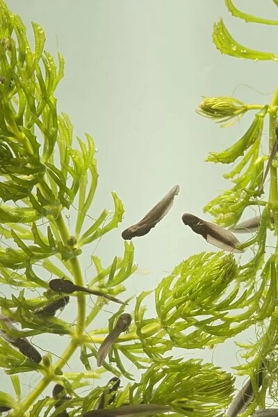 Tadpoles – common frog – 9 days old – 0. 5 x at 35mm – green background Bedfordshire UK 003729
