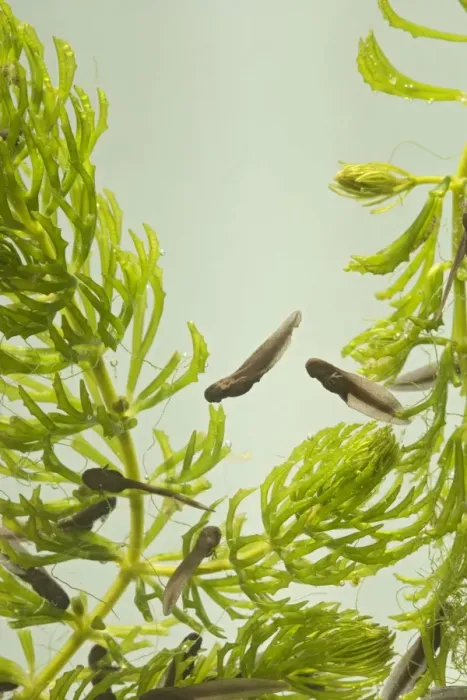 Framed Print : Tadpoles – common frog – 9 days old – 0. 5 x at 35mm – green background Bedfordshire UK 003729 Framed Print : Tadpoles – common frog – 9 days old – 0. 5 x at 35mm – green background Bedfordshire UK 003729