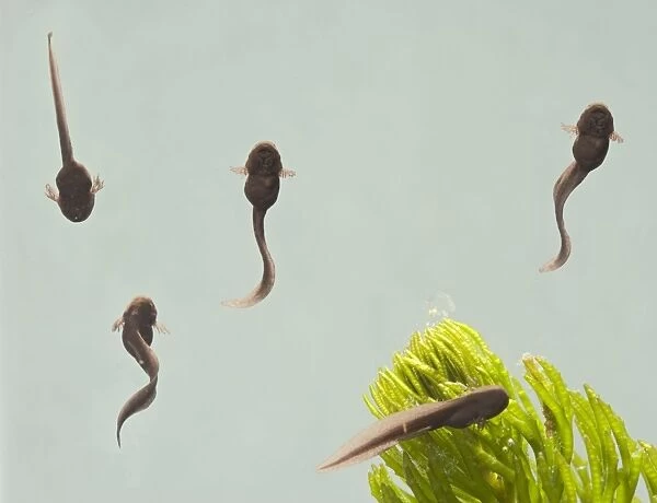 Tadpoles – common frog – 9 days old – 1 x at 35mm – green background Bedfordshire UK 003721