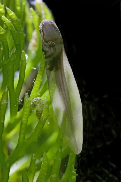 Framed Print : Tadpoles – common frog – 9 days old – 2 x at 35mm – black background Bedfordshire UK 003667h Framed Print : Tadpoles – common frog – 9 days old – 2 x at 35mm – black background Bedfordshire UK 003667h