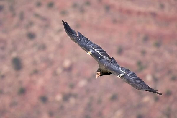 Tagged California Condor - Soaring. Western U. S. A. _PTL5315