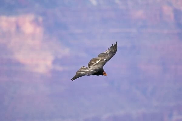 Tagged California Condor - Soaring. Western U. S. A. _PTL5248