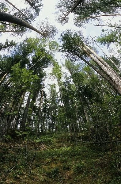 Taiga-forest canopy, mostly of pine trees; basin of river Bolshoi Ugan, near Ugut settlement; Uganskii Nat. reserve, Siberia, Russia; spring Ug37. 0921