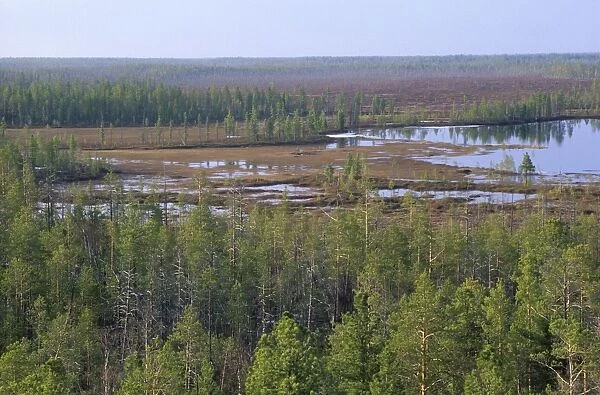 Taiga-forest and marshes near river Taz, typical; spring; North Tumen region, Siberia, Russia Tz30. 0649