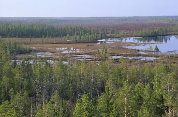 Framed Print : Taiga-forest and marshes near river Taz, typical; spring; North Tumen region, Siberia, Russia Tz30. 0649 Framed Print : Taiga-forest and marshes near river Taz, typical; spring; North Tumen region, Siberia, Russia Tz30. 0649
