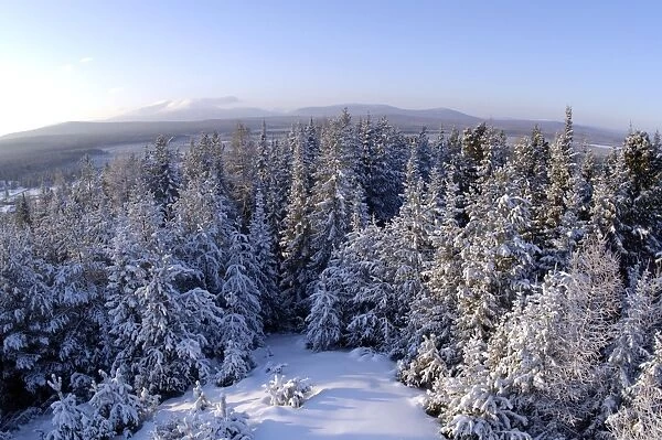 Taiga-forest and a view to Denezhkin Kamen mountain (1492m) from outskirts of Vsevolodo-Blagodatskoye village; one of the highest peaks of North Ural Mountains, typical for Urals, Russia; midwinter, December