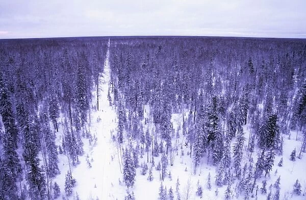 Taiga-forest in winter - Old oil-search cutting in snow-covered taiga-forest near river Taz; midwinter; North Tumen region, Siberia, Russia Tz30. 0611