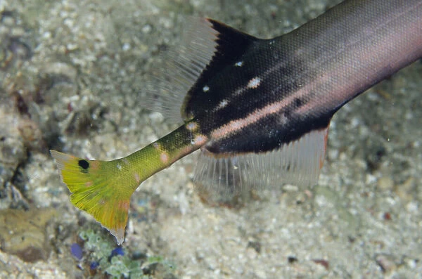 Tail of Chinese Trumpetfish - Sampiri 2 dive