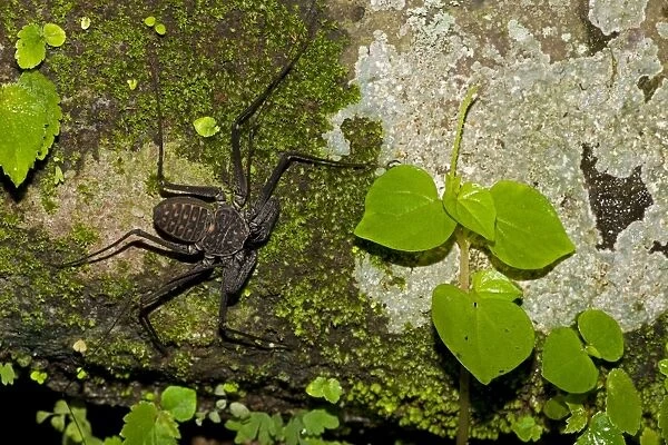 Tail-less Whip Scorpion - Amblypygid - Santa Rosa National Park - Costa Rica