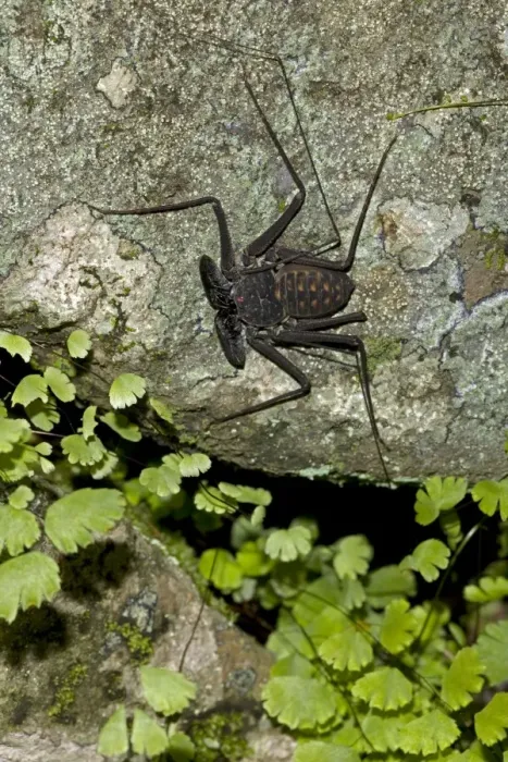 Framed Print : Tail-less whip scorpion - Amblypygid - tropical dry forest - Santa Rosa national park - Costa Rica Framed Print : Tail-less whip scorpion - Amblypygid - tropical dry forest - Santa Rosa national park - Costa Rica