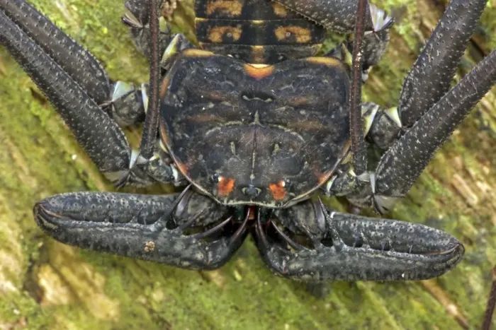 Framed Print : Tail-less whip scorpion - Amblypygid - tropical dry forest - Santa Rosa national park - Costa Rica Framed Print : Tail-less whip scorpion - Amblypygid - tropical dry forest - Santa Rosa national park - Costa Rica