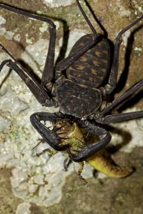 Framed Print : Tail-less Whip Scorpion - feeding on grasshopper - Amblypygid - Santa Rosa National Park - Costa Rica Framed Print : Tail-less Whip Scorpion - feeding on grasshopper - Amblypygid - Santa Rosa National Park - Costa Rica