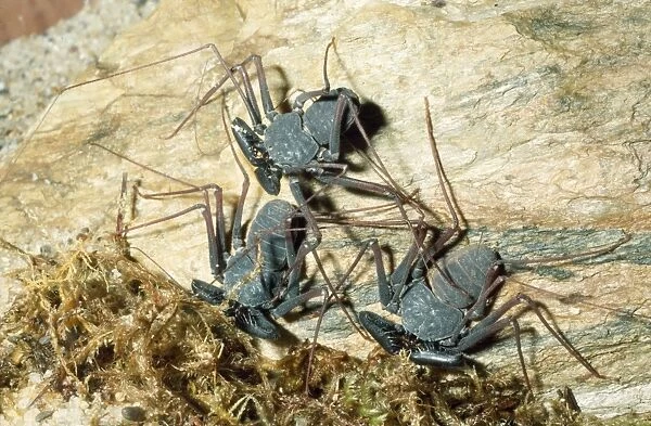 Tailless Whip Scorpion Tropical Mexico Fam: Amblypygi