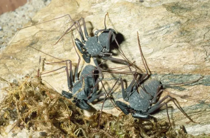 Framed Print : Tailless Whip Scorpion Tropical Mexico Fam: Amblypygi Framed Print : Tailless Whip Scorpion Tropical Mexico Fam: Amblypygi