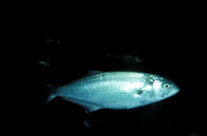 Framed Print : Tailor Fish JPF19276 Framed Print : Tailor Fish JPF19276